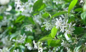 Fleurs blanches délicates du jasmin étoilé, en pleine croissance, illuminent le feuillage vert.