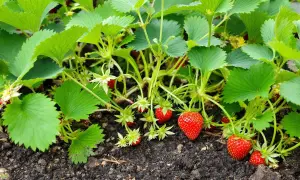 Un plant de fraisier avec des fruits rouges mûrs et des stolons fraisier qui s'étendent sur le sol.