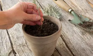 Une main plante une bouture de lavande dans un pot en terre cuite. Une petite pelle à côté est couverte de terre.