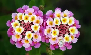 Deux grappes de fleurs multicolores, roses, blanches et jaunes, d'une plante qui fleurit toute l'année. Une araignée blanche se cache sur une fleur.