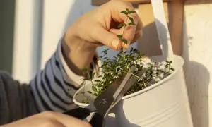 Une main coupe une bouture de thym avec des ciseaux. Les petites feuilles vertes sont prêtes à être plantées.