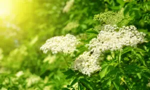 Grappes de fleurs blanches délicates, comme un purin de sureau, baignées par la lumière dorée du soleil.