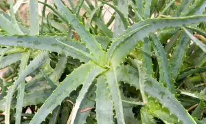 Gros plan sur les feuilles charnues et dentelées d'une plante d'aloe vera, attendant patiemment sa fleur.