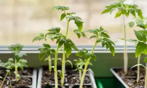 Jeunes plants de tomates précoces, prêts à être repiqués, poussent sur un rebord de fenêtre.