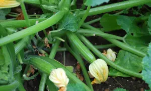 Jeune courgette blanche, encore petite, se développe sur sa tige verte, entourée de feuilles et de fleurs jaunes.