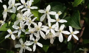 Un bouquet de clématites blanches, parfaites pour une exposition ensoleillée, illumine le feuillage sombre.