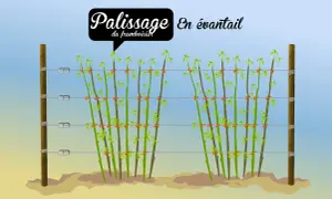 Illustration montrant le palissage en éventail d'un framboisier remontant. Les tiges sont attachées à des fils tendus entre deux poteaux.