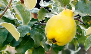 Un gros coing jaune, prêt à être cueilli, se balance sur une branche givrée. La taille cognassier est parfaite pour une récolte d'automne.