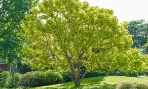 Un arbre majestueux aux feuilles vert clair illumine ce jardin paisible.