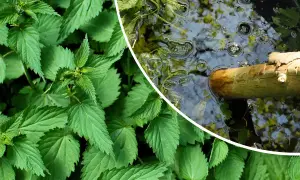 Orties vertes luxuriantes à gauche, et à droite, un bâton en bois flotte dans un liquide trouble, peut-être du purin d'ortie dangereux en fermentation.