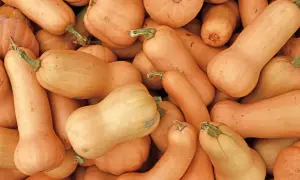 Gros plan sur une pile de courges butternut, leurs formes allongées et leurs teintes orangées promettent de délicieux plats d'automne.
