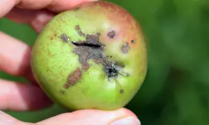 Une pomme verte et rouge, tenue par des doigts, présente des taches brunes et une fissure, illustrant des maladies du pommier.