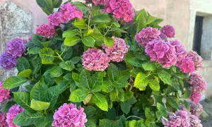 Gros plan sur un magnifique planter hortensia aux fleurs roses et violettes éclatantes, avec un feuillage vert luxuriant.