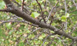Gros plan sur une branche de taille prunier, avec de jeunes feuilles vertes émergeant des bourgeons.