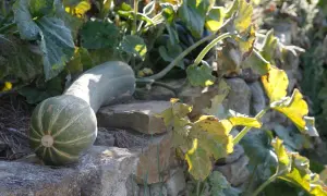 Une courge de Nice allongée repose sur des pierres, ses rayures vertes et blanches contrastant avec le feuillage doré et les murs en pierre.