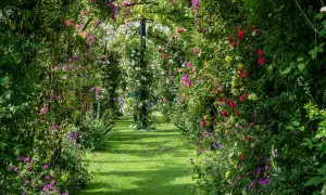 Allée de jardin luxuriante, ombragée par une **plante grimpante ombre** aux fleurs roses, rouges et blanches. L'herbe verte est parsemée de pétales tombés.