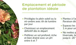 Gros plan sur de magnifiques pivoines roses et jaunes. Conseils pour le planter pivoine : plein soleil, sol drainé, plantation à l'automne.
