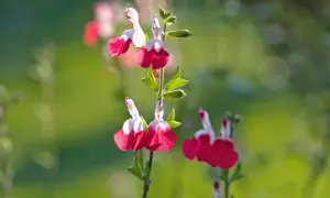 Fleurs de sauge de Graham, bicolores rose et blanc, sur fond vert flou.