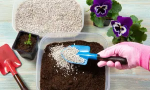 Préparation d'un terreau enrichi de perlite pour une plante. Une main gantée ajoute la perlite à la terre.
