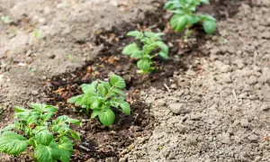 Jeunes plants de pommes de terre alignés dans une terre argileuse, promettant une récolte future.