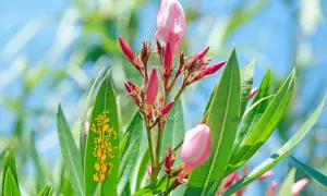 Pucerons jaunes envahissent une feuille de laurier rose, près des bourgeons roses et du ciel bleu.