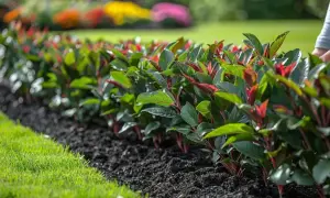 Ligne de boutures photinia aux jeunes pousses rouges, plantées dans un sol sombre, bordée par une pelouse verte et des fleurs colorées au loin.