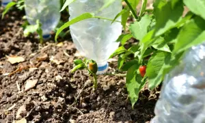 Petits poivrons verts et rouges poussent près de bouteilles en plastique utilisées pour l'arrosage.