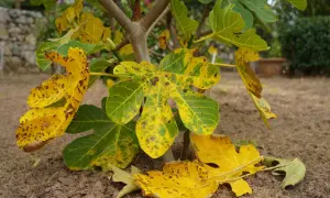 Feuilles de figuier jaunies et tachetées, signe d'une maladie du figuier. Certaines feuilles sont tombées au sol.