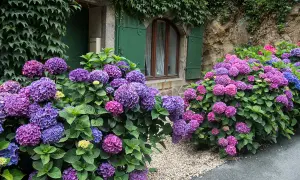 Magnifiques hortensias aux teintes violettes et roses, un arbuste persistant idéal pour une exposition nord, fleurissant devant une maison en pierre.