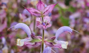 Fleur de sauge sclarée aux teintes violettes et roses, avec des pétales délicats et une forme unique.