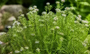 Un buisson de sarriette aux petites fleurs blanches et aux feuilles vertes vives, prêt à parfumer vos plats.