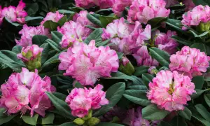 Gros plan sur des rhododendrons roses en pleine floraison. Un entretien adéquat garantit cette abondance de fleurs.