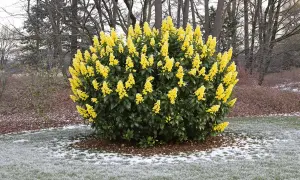 Un arbuste luxuriant couvert de grappes de fleur jaune vif se dresse sur une pelouse parsemée de neige.