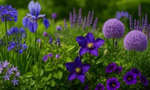 Un parterre de fleurs violettes éclatantes, avec des iris, des clématites et des alliums, baigné de lumière.