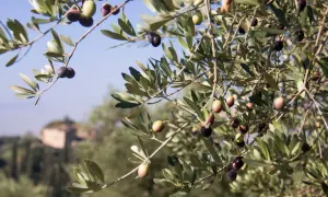 Rameau d'olivier avec des olives vertes et noires, ciel bleu et bâtiment flou en arrière-plan.