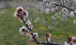 Fleurs d'abricotier en gros plan, certaines atteintes par la moniliose, sur fond flou d'un verger.