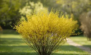 Un arbuste de forsythia en pleine floraison, ses branches chargées de fleurs jaunes éclatantes, se dresse fièrement sur une pelouse verte.