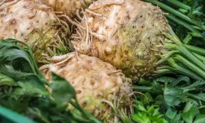 Gros bulbes de céleri rave fraîchement récoltés, avec leurs racines et leurs feuilles vertes, prêts pour la plantation ou la cuisine.