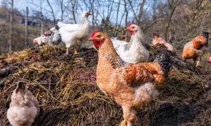 Plusieurs poules picorent sur un tas de fumier de poule, un signe de vie dans le jardin.