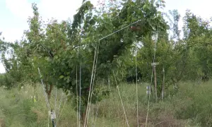 Des jeunes arbres fruitiers sont soutenus par des piquets et des fils pour courber les branches, favorisant leur croissance.