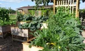 Un potager luxuriant avec des courgettes, des choux et des haricots grimpants. Idéal pour savoir que planter à côté des courgettes pour un jardin florissant.