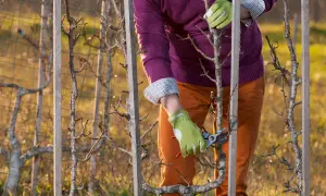 Apprendre comment tailler un pommier en espalier est facile avec ces conseils. Un jardinier taille un jeune arbre fruitier palissé.