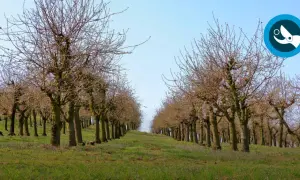 Rangée de cerisiers en hiver, prêts à tailler. Le ciel bleu clair surplombe le verger.