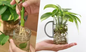 Apprenez comment faire une bouture de plante en la plaçant dans l'eau pour développer de belles racines.