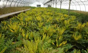 Une serre remplie de mahonia aquifolium en fleurs, leurs grappes jaunes vibrantes contrastant avec leur feuillage vert foncé.