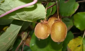 Trois kiwis velus pendent d'une branche, prêts à être récoltés. Un spécimen de kiwi autofertile, promettant une récolte abondante.