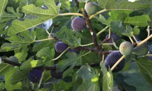 Des figues mûres et vertes pendent des branches d'un figuier. L'idée de planter un figuier pour récolter ces délices est tentante.