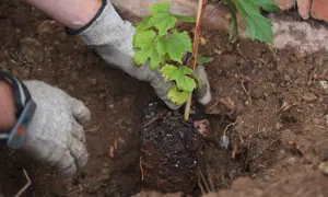 Mains gantées plantant un jeune plant de vigne dans la terre, début de la culture de la vigne.