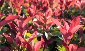 Feuilles rouges vives d'une plantation de photinia, baignées de soleil.