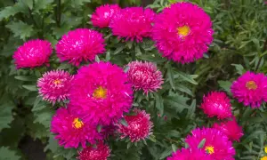 Un parterre de fleurs aux teintes vives de reine marguerite, leurs pétales denses formant des pompons éclatants au cœur jaune.